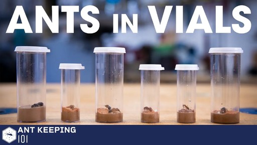How To House Queen Ants in Vials | Ant Keeping 101
