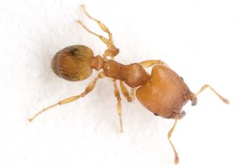 Pheidole bilimeki