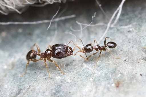 Pheidole megacephala