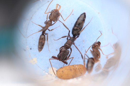 How To Tell A Queen Ant From A Worker