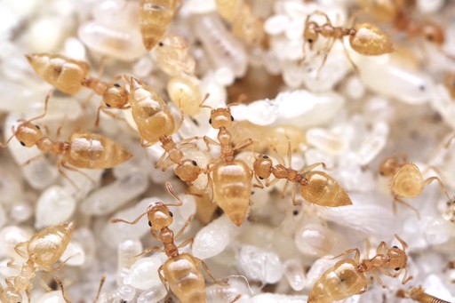 Crematogaster minutissima