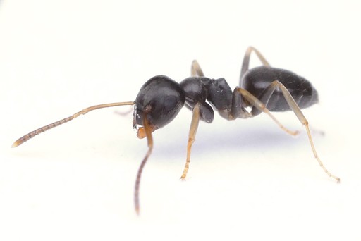 Lasius americanus