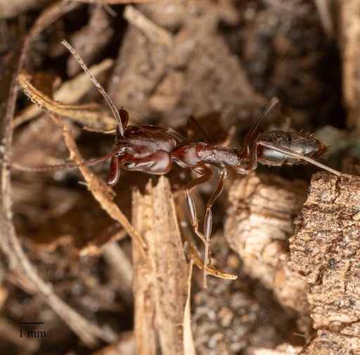 Odontomachus brunneus