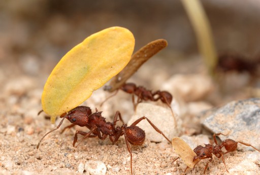 Acromyrmex versicolor