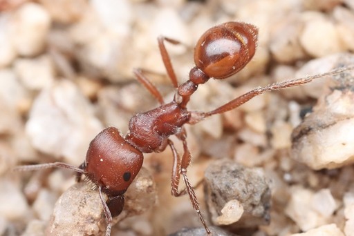 Pogonomyrmex barbatus