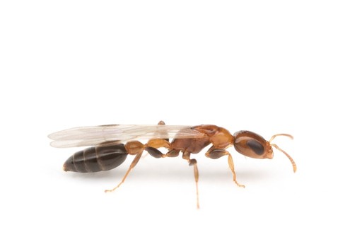 Pseudomyrmex ejectus
