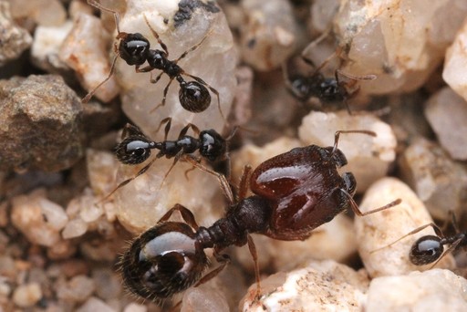Pheidole xerophila
