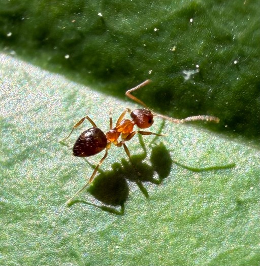 Nylanderia flavipes