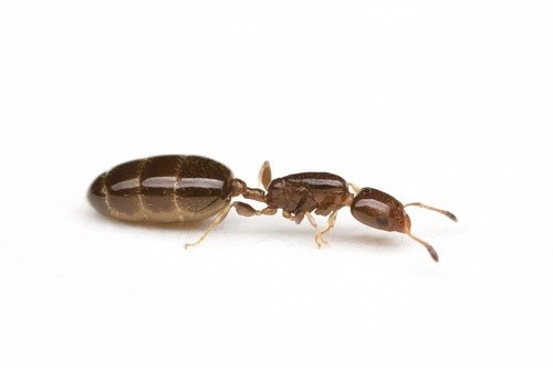 Xenomyrmex floridanus