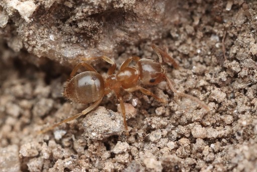 Lasius pallitarsis