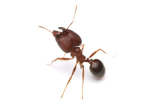 Pheidole obtusospinosa