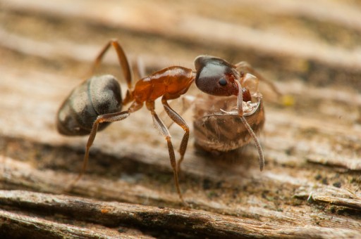 Liometopum occidentale