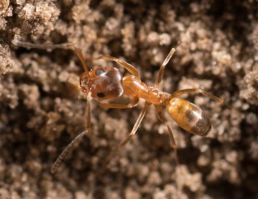 Dorymyrmex flavus