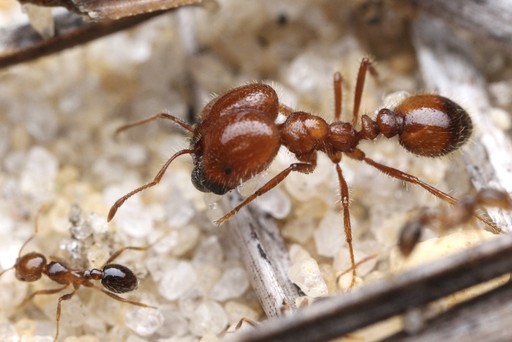 Solenopsis geminata