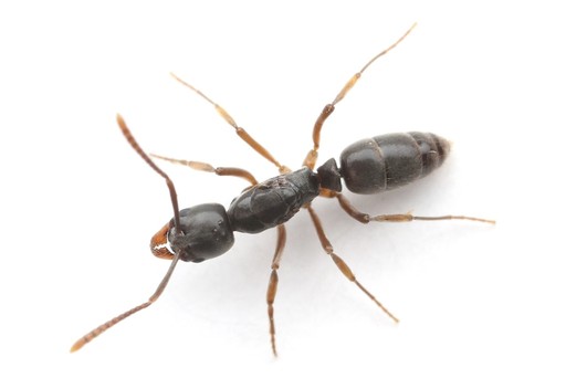 Brachyponera chinensis