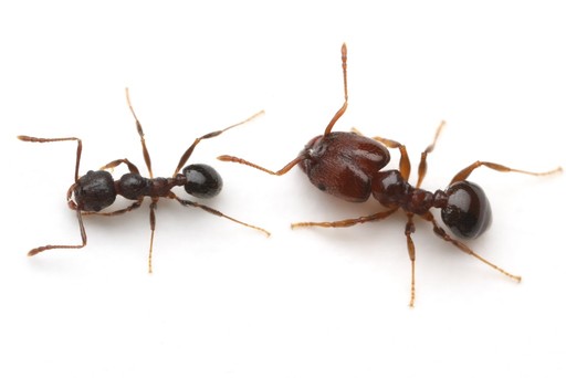 Pheidole crassicornis