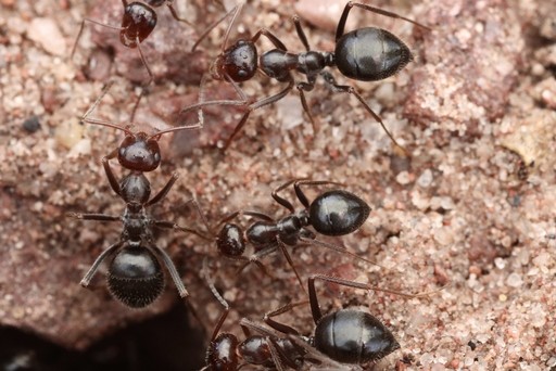 Myrmecocystus mimicus