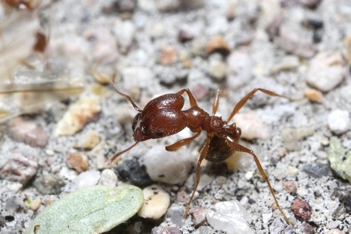 Pheidole hyatti