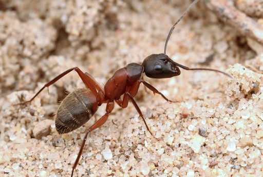 Camponotus chromaiodes