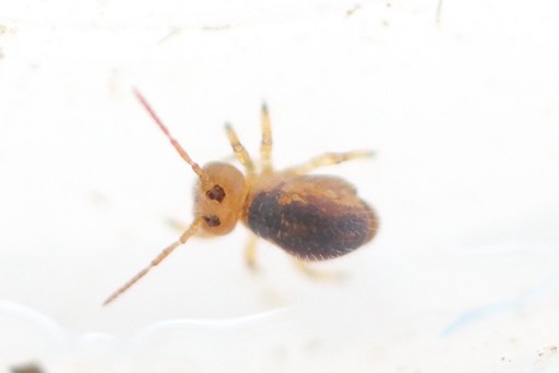 What To Do About Mites In Your Ants' Setup