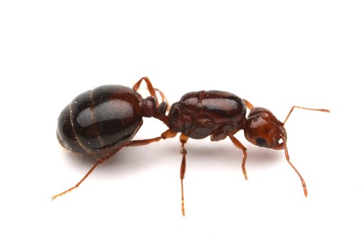 Solenopsis invicta
