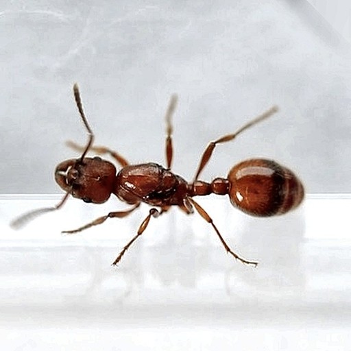 Manica hunteri