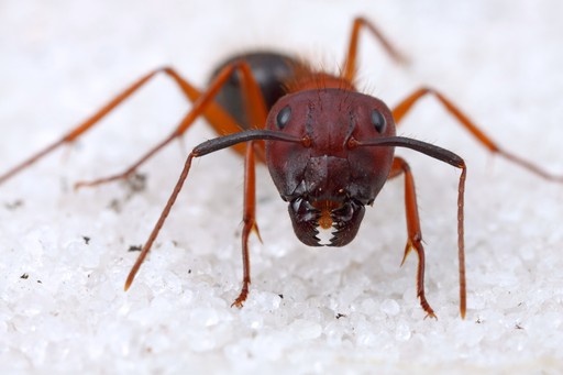 Camponotus floridanus