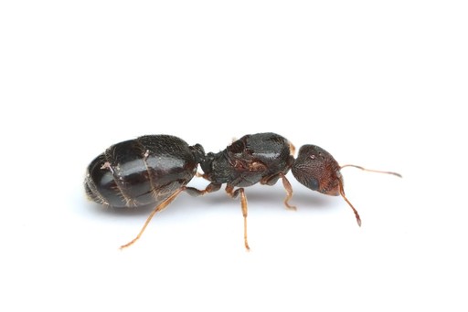 Pheidole tepicana