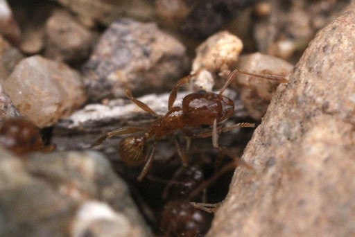 Pheidole spadonia