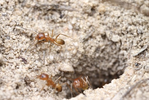 Dorymyrmex bureni