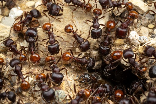 Pogonomyrmex rugosus