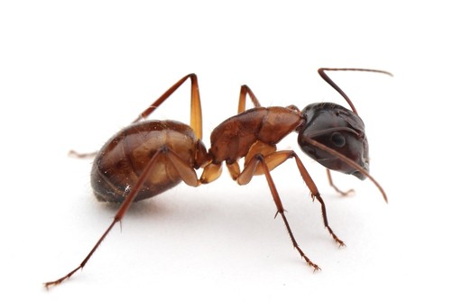 Camponotus americanus
