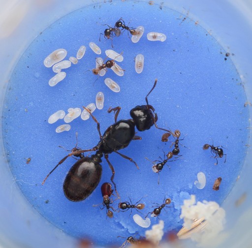 Pheidole barbata