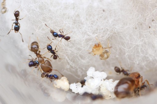 Pheidole metallescens
