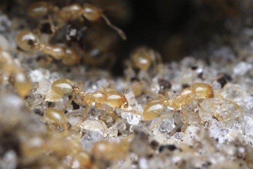 Solenopsis pergandei