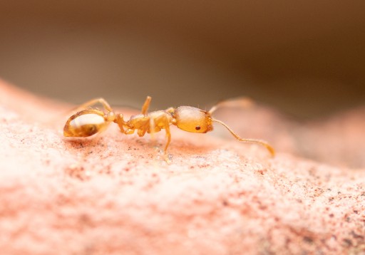 Monomorium pharaonis