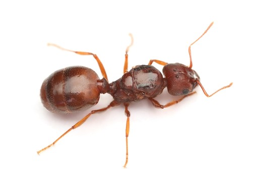 Why Isn't My Queen Laying Eggs?