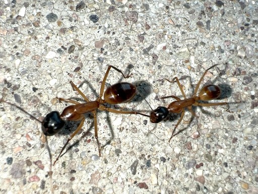 Camponotus ocreatus