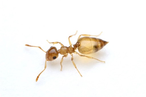 Crematogaster missouriensis