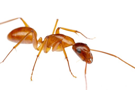 Camponotus castaneus