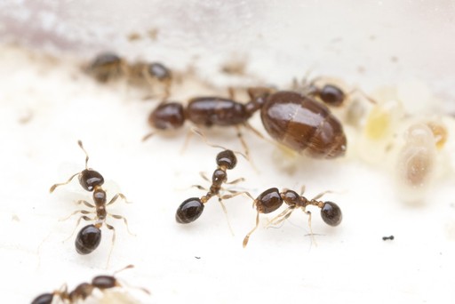 Solenopsis picta
