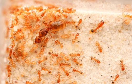 Pheidole lamia