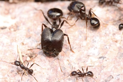 Pheidole rhea