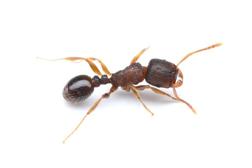 Tetramorium immigrans