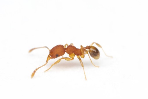 Pheidole navigans