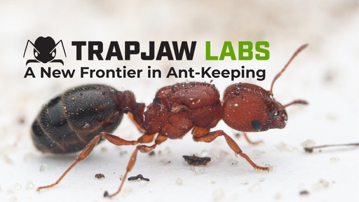 A New Frontier in Ant-Keeping: Pheidole littoralis
