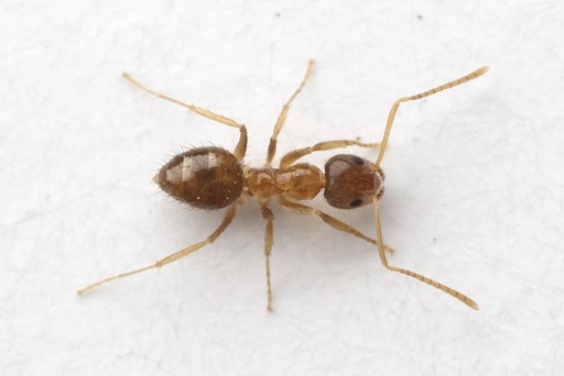 Nylanderia arenivaga