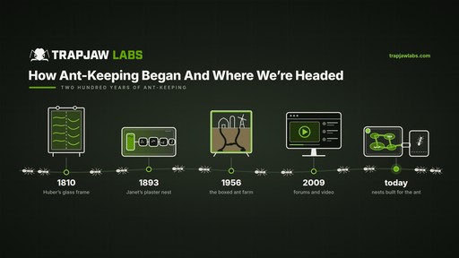 How Ant-Keeping Began And Where We're Headed