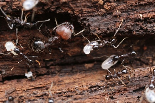 Pheidole obscurithorax