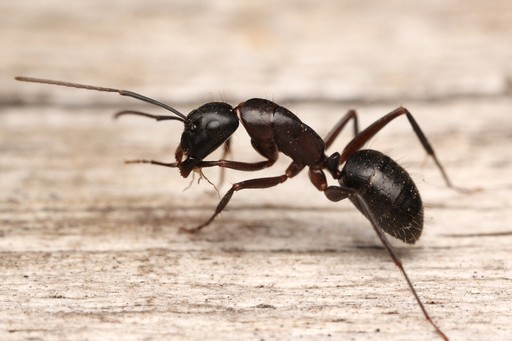 Camponotus vicinus